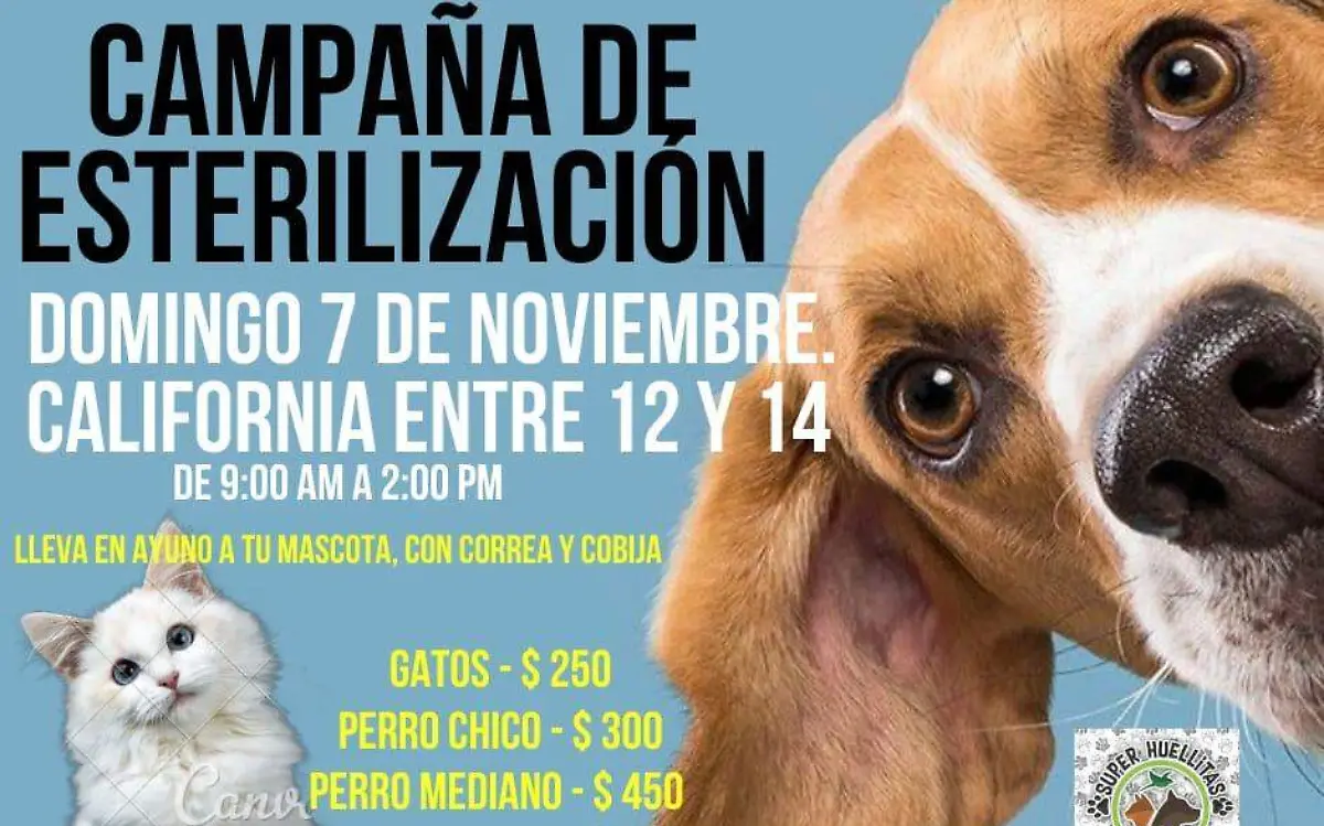 campaña de esterilizacion